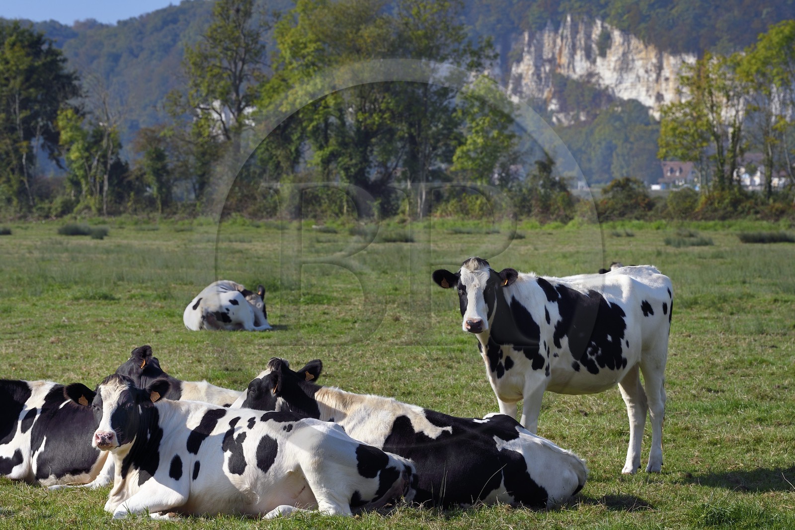 France, Seine-Maritime (76), Pays de Caux, Parc naturel régional des Boucles de la Seine normande, Vatteville-la-Rue, troupeau de vaches dans un pré