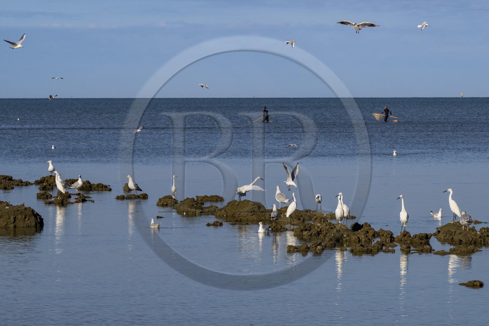 France, Loire-Atlantique (44), Baie de Bourgneuf, Pornic, plage de Crêve-coeur à La Bernerie-en-Retz, pecheurs à pied de crevettes à l'épuisette