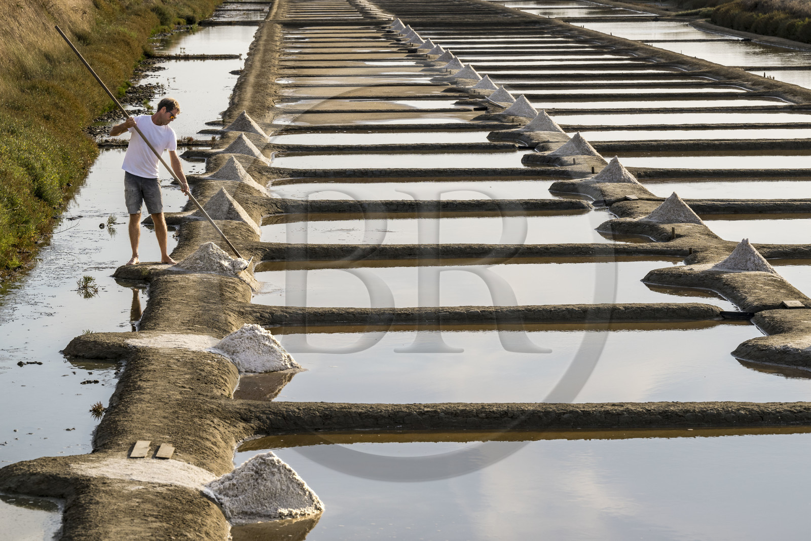 France, Vendée (85), Les-Sables-d'Olonne, les Marais Salants de L'Ile d'Olonne, le paludier Damien Merceron récoltant le sel dans la salorge de la Vertonne