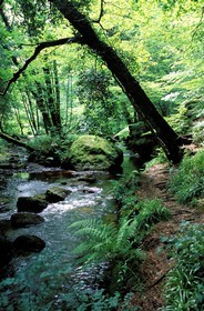 France, Finistère (29), Huelgoat, chaos de rochers, la rivière d'Argent dans la forêt