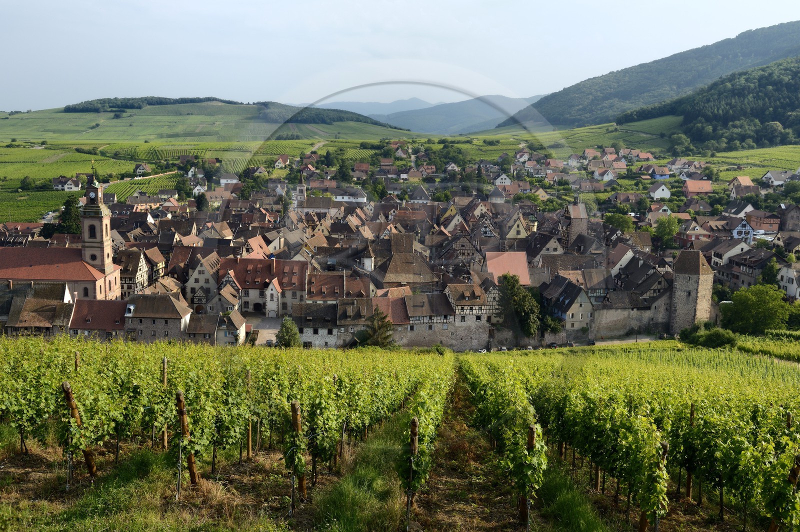 France, Haut-Rhin (68), Route des Vins d'Alsace, Riquewihr entouré de vignoble, labellisé Les Plus Beaux Villages de France