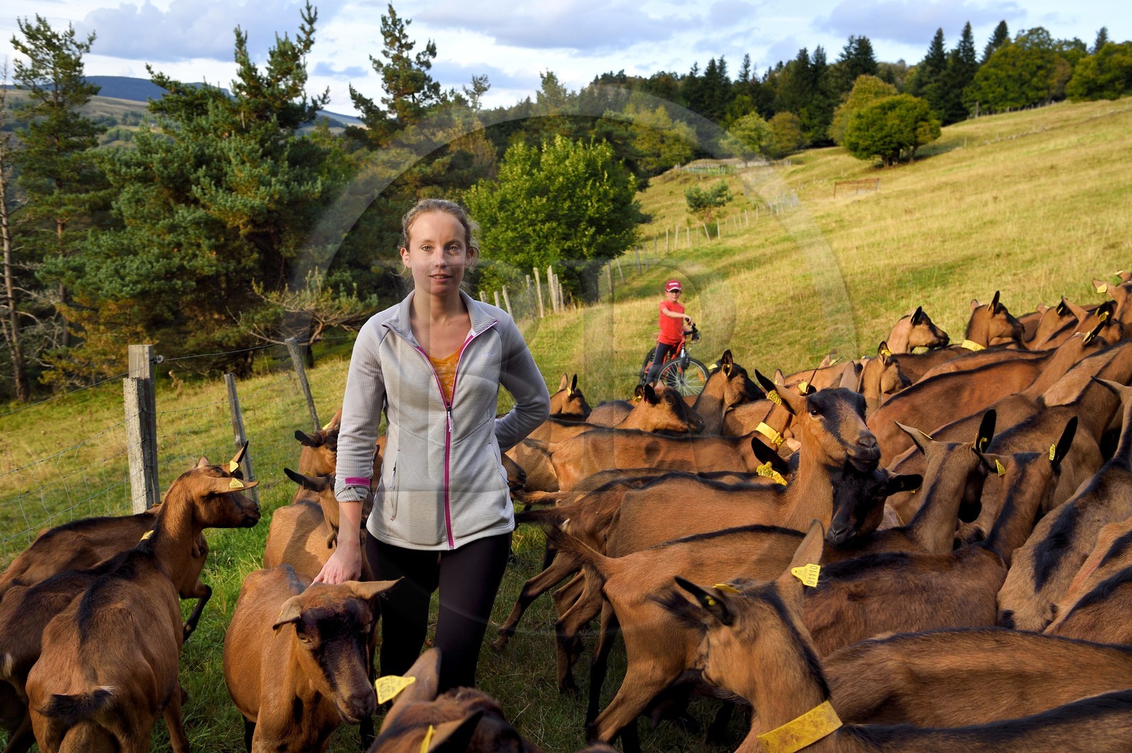 France, Ardèche (07), parc naturel régional des Monts d'Ardèche, massif du Mézenc, Lac-d'Issarlès, Ferme de La Louvèche, l'agricultrice Stéphanie Coquart et son fils rentrent les chèvres pour la traite du soir