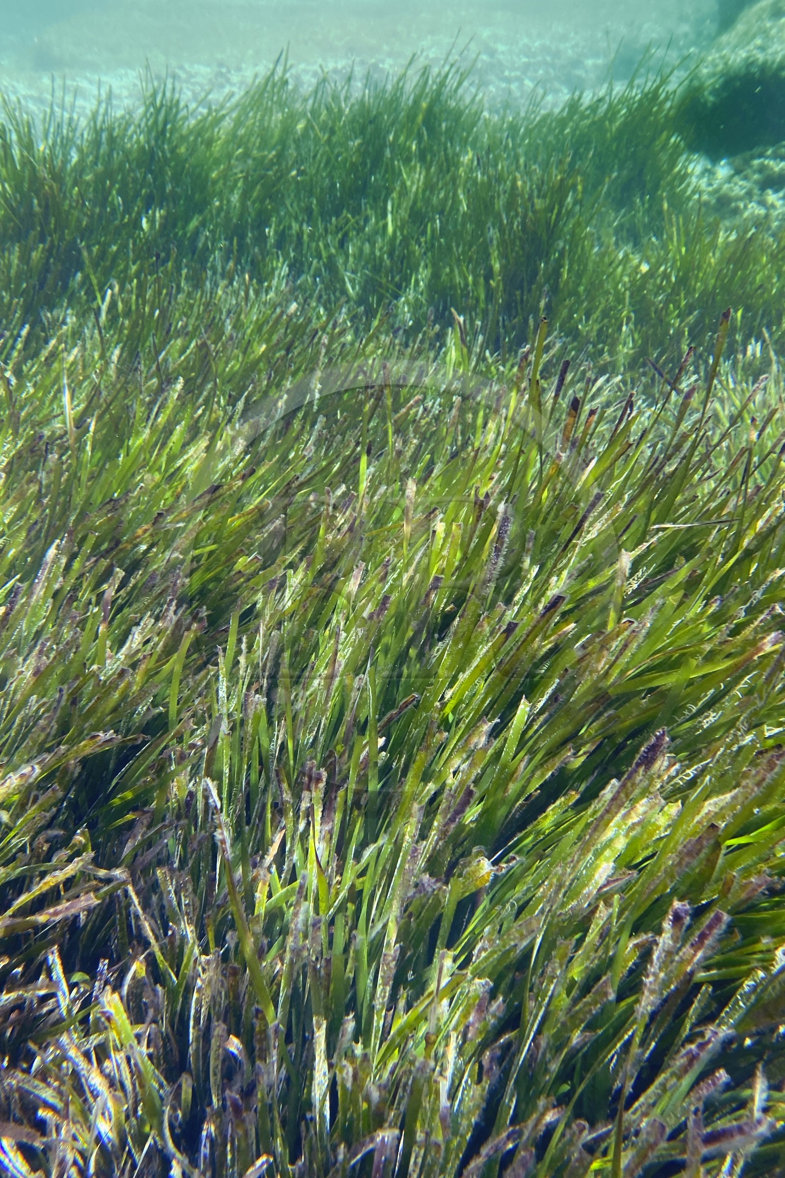 France, Var (83), Rayol-Canadel-sur-Mer, Domaine du Rayol, le jardin des Méditerranées, propriété du conservatoire du littoral mention obligatoire, le sentier marin, herbier de posidonie
