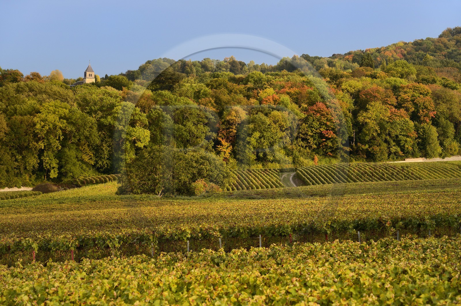 France, Marne (51), Parc Naturel Regional de la Montagne de Reims, clocher de l'église de Villers-Allerand et vignobles de Champagne