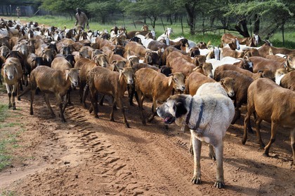 Namibia, Otjiwarongo, Cheetah Conservation Fund, research and education centre, CCF’s Livestock Guarding Dog Program has been highly effective at reducing predation rates and thereby reducing the inclination by farmers to trap or shoot cheetahs, Anatolian shepherd Kangal dog watching a herd of Boer goats and Damara sheep