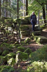 France, Bas Rhin, Mont Saint Odile, hike along the Pagan Wall, vestige of a wall probably from the Merovingian period with a total length of eleven kilometers