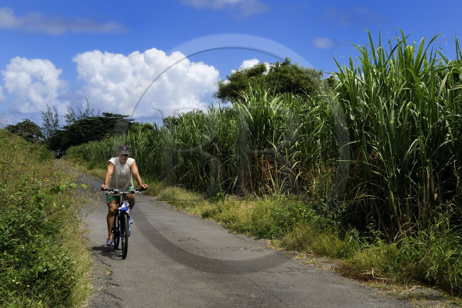 France, Reunion island (French overseas department), South coast, Saint Philippe, sugar cane fields