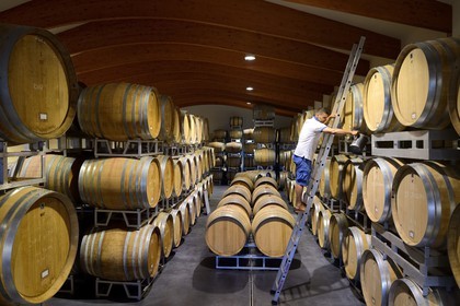 France, Loire, Parc Naturel Regional du Pilat (Natural Regional Park of Pilat), the domaine du Monteillet Stephane Montez, Stephane Montez in his wine cave