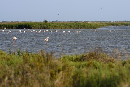 France, Bouches du Rhone, Parc naturel regional de Camargue (Regional Natural Park of Camargue), Malagroy pond, flamingos (Phoenicopterus roseus)