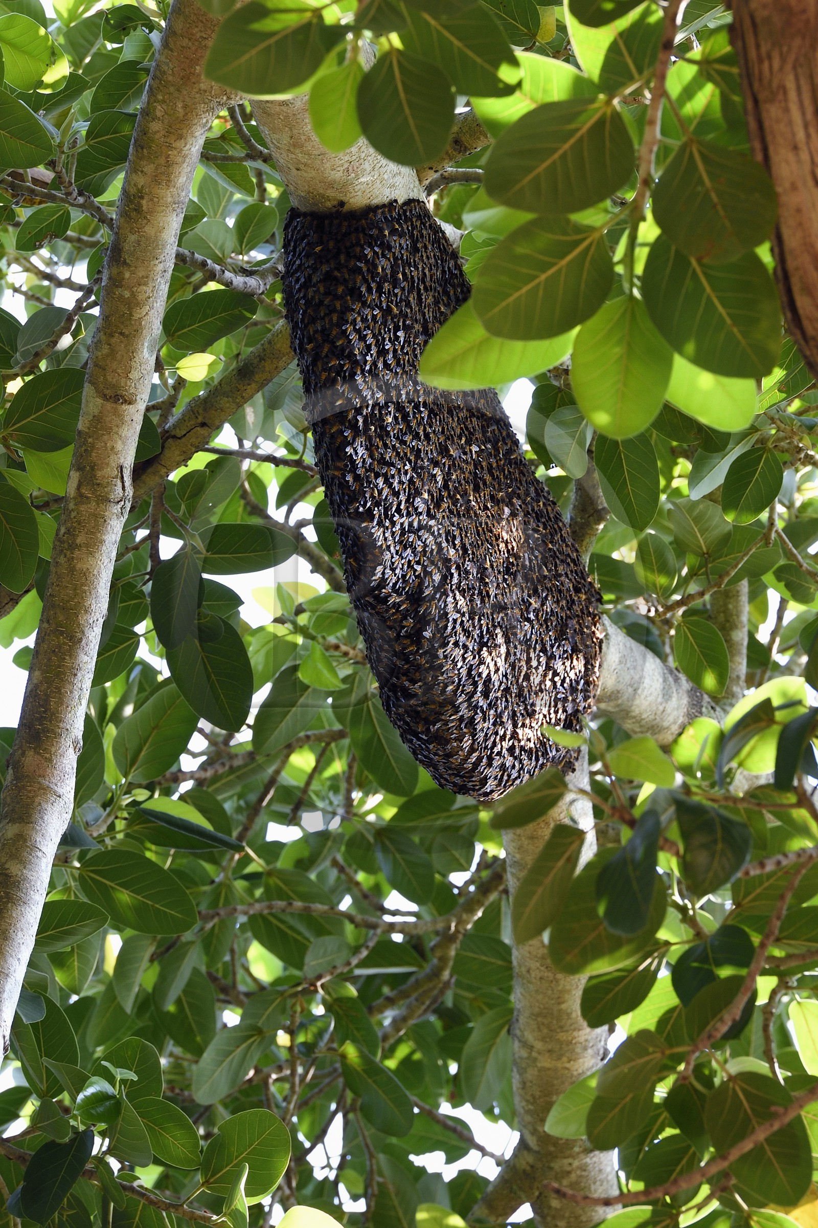 Sri Lanka, province d'Uva, Parc national d'Uda Walawe (Udawalawe National Park), nid suspendu d'abeilles géantes (Apis dorsata)