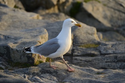 France, Finistère (29), Mer d'Iroise, Plogoff, la Pointe du Raz, goéland