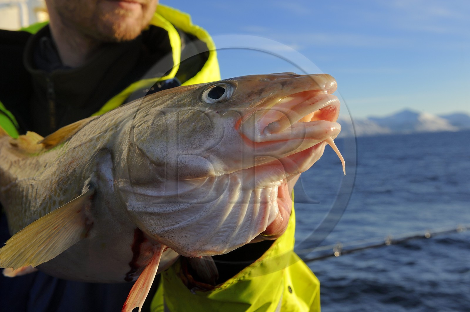 Norway, Nordland County, Vesteralen Islands, Myre area, fishing a skrei cod-fish