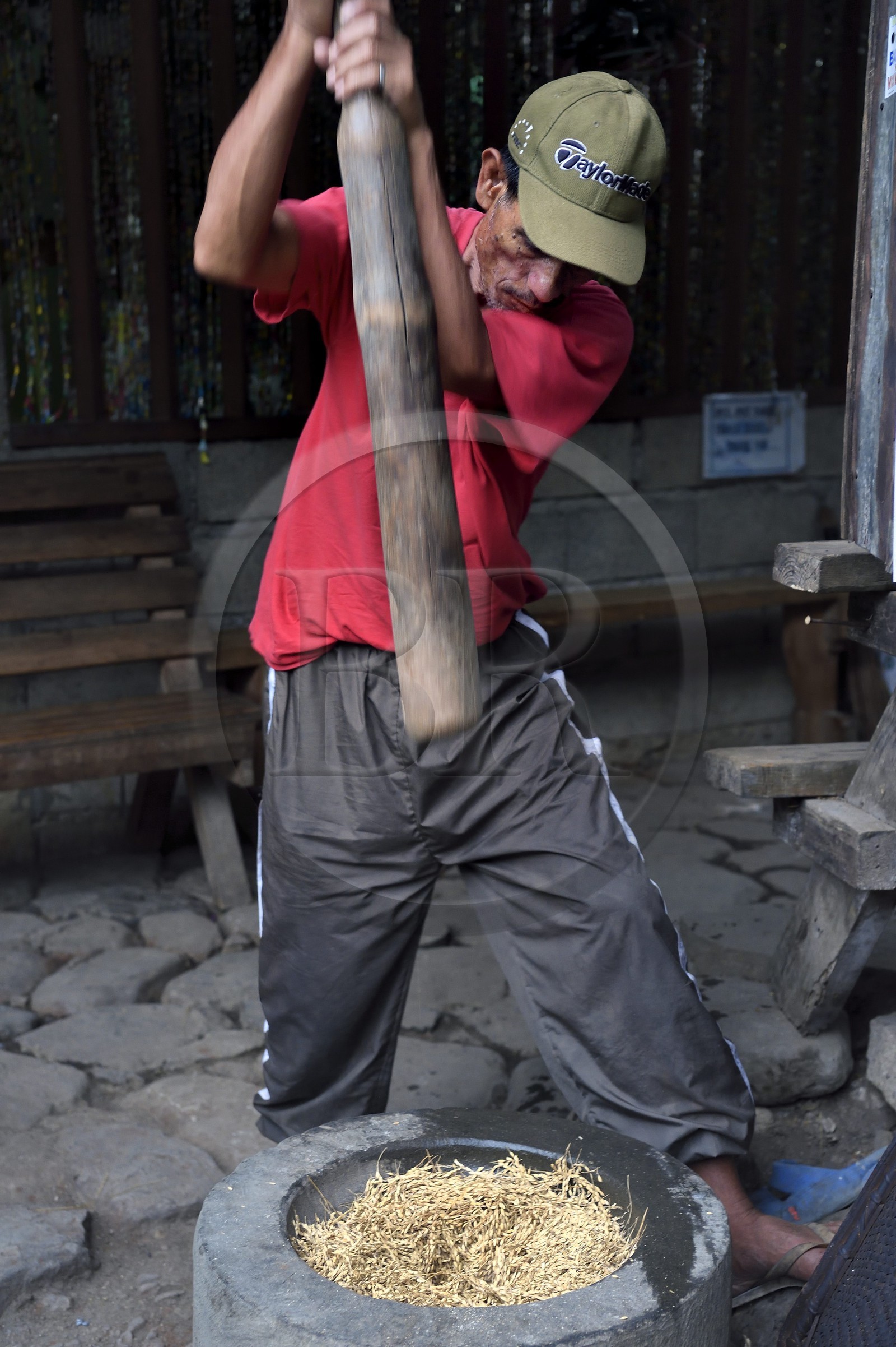Philippines, province d'Ifugao, région de Banaue, village de Cambulo, battage du riz au pilon