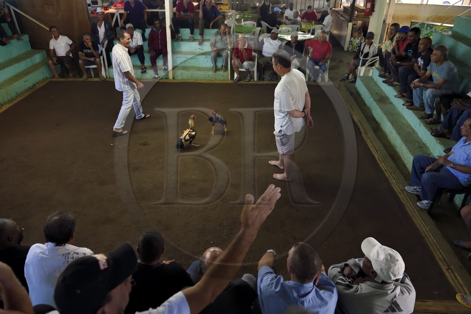 France, Ile de la Reunion, Petit Tampon, combat de coqs dans le Rond de Coq