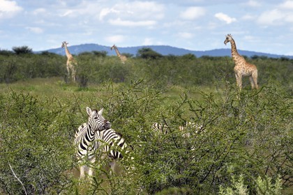 Namibie, région de Oshikoto, Parc National d'Etosha, zèbres de Burchell (Equus burchellii) et girafes (Giraffa camelopardalis)
