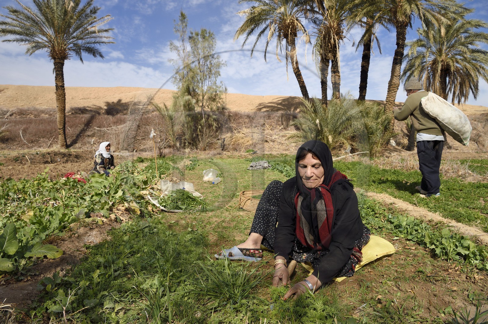 Iran, Province d'Ispahan, désert du Dasht-e Kavir, l'oasis d'Arousan dans la région de Khur et Biabanak, femmes récoltant les champs