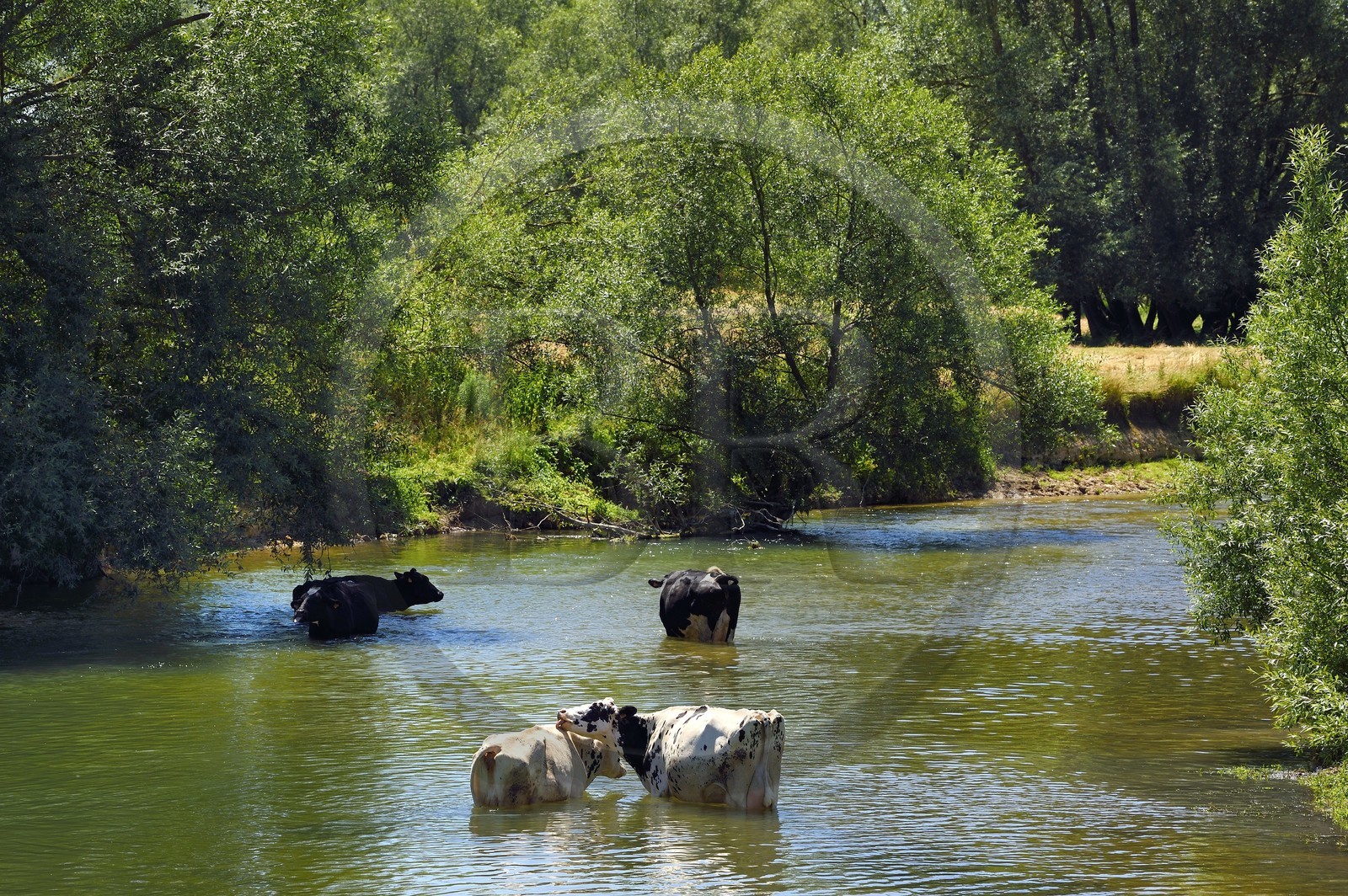 France, Meuse (55), Bannoncourt, vaches se baignant dans la Meuse