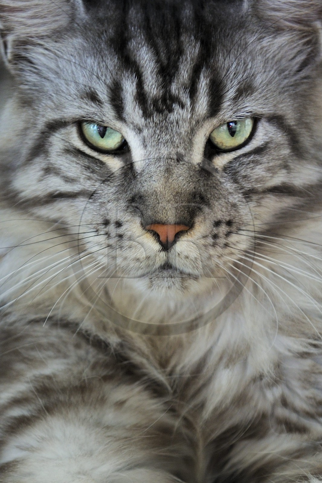 France, Ile de la Reunion, chat Main coon