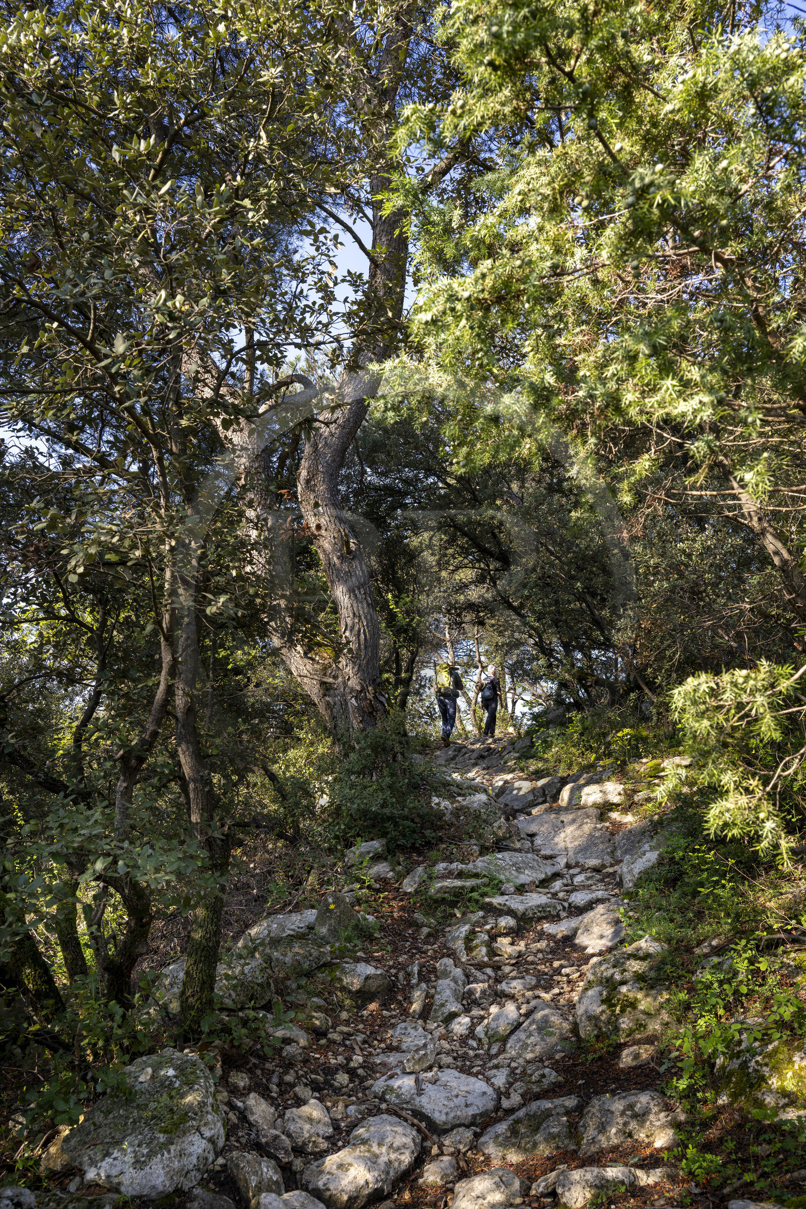 France, Vaucluse, Dentelles de Montmirail mountains, Crestet, hikers on the GR de Pays in the Massif forest