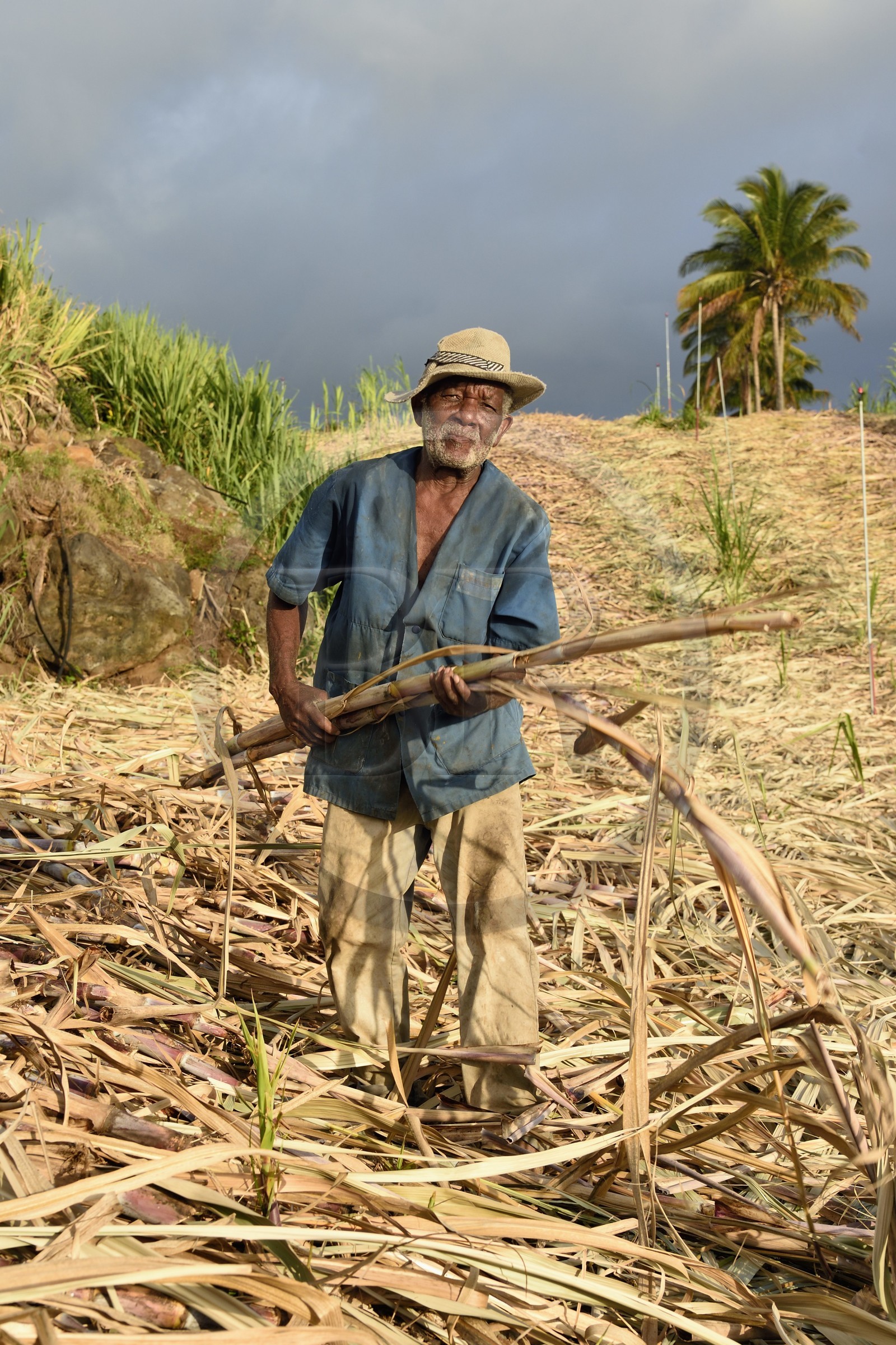 France, Reunion island (French overseas department), south coast, Petite-Ile, creole sugarcane cutter in a sugar cane field