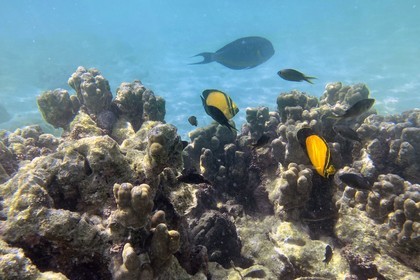 Sultanat d'Oman, gouvernorat de Mascate, réserve naturelle des Iles Daymaniyat, récif corallien