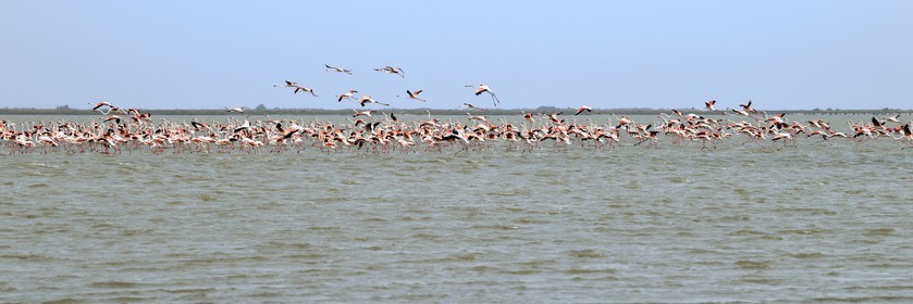 France, Bouches-du-Rhône (13), Parc naturel régional de Camargue, l’étang du Vaisseau, flamants roses (Phoenicopterus roseus)