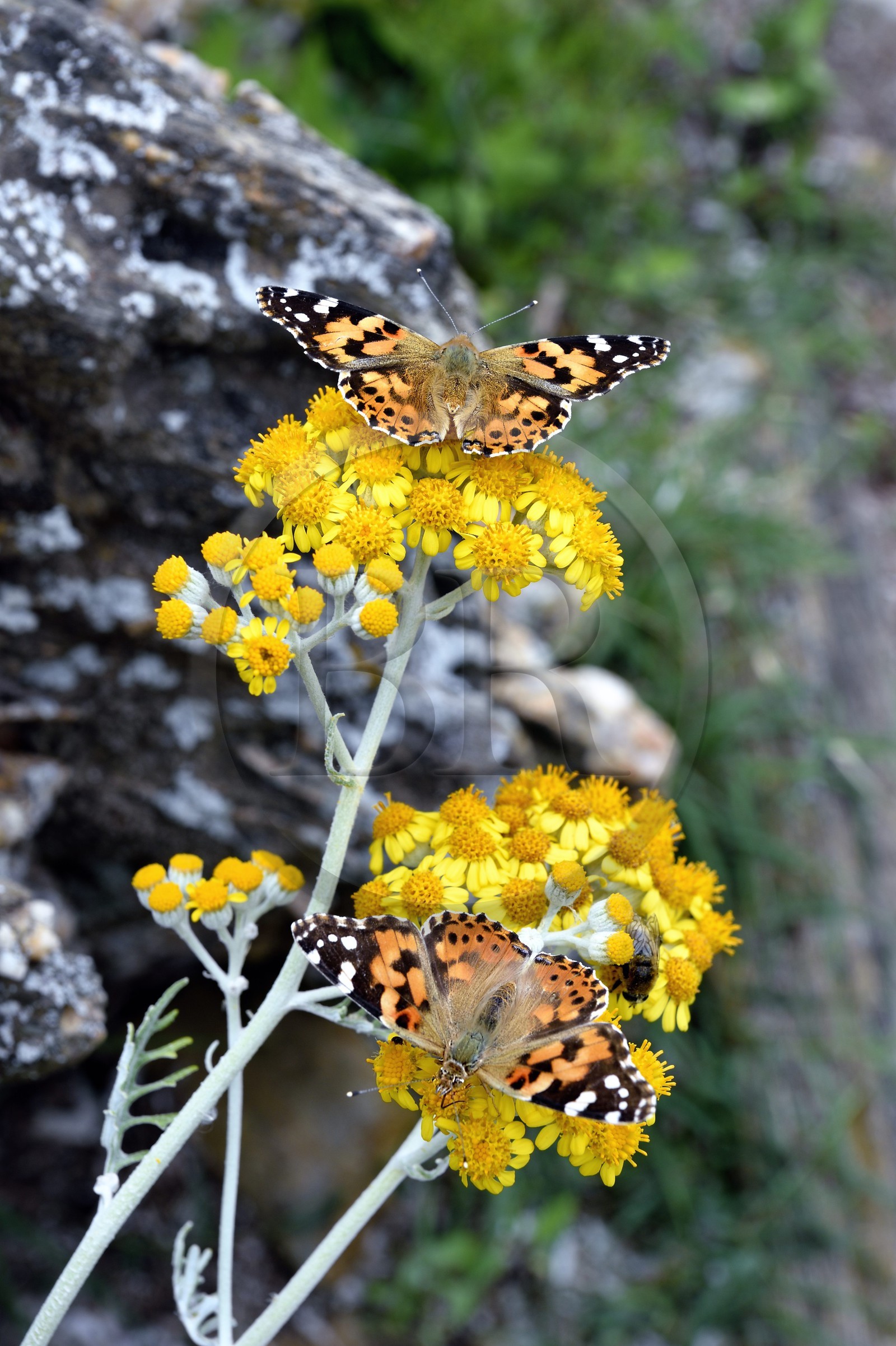 France, Var (83), Iles d'Hyères, Parc national de Port Cros, Ile de Port-Cros, plage de la Palud, papillons La Belle-Dame ou Vanesse des chardons (Vanessa cardui)