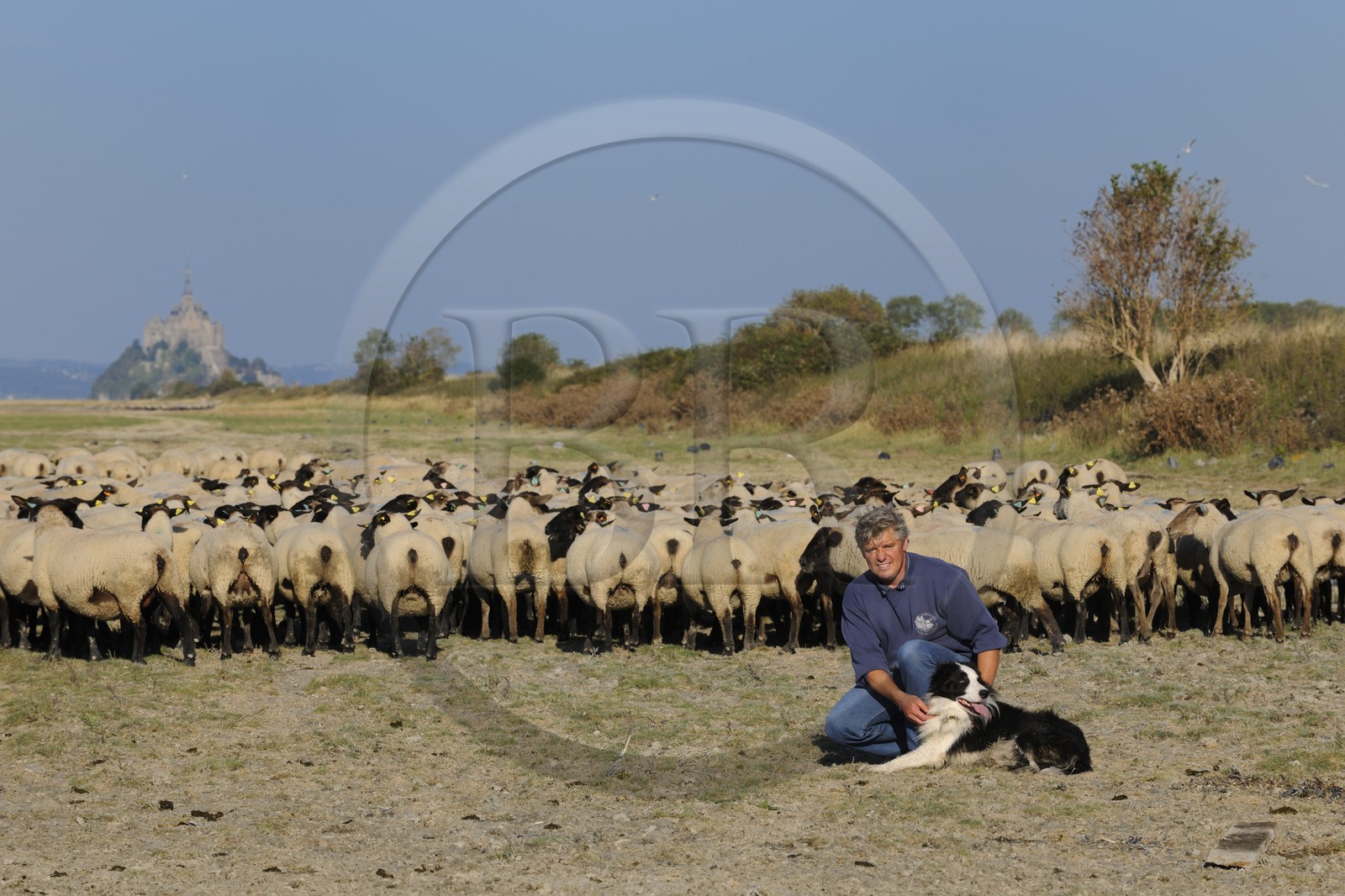 France, Ille et Vilaine, salt marshes of the Mont Saint Michel, Yannick Frain, farmer breeder of salt marshes sheep