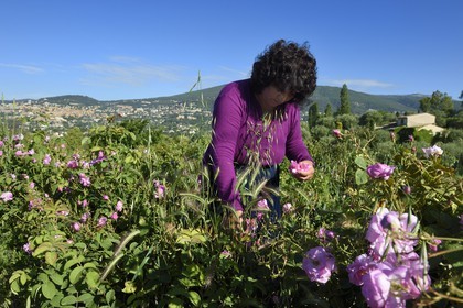 France, Alpes-Maritimes (06), Grasse, cueillette dans le champ de rose Centifolia de l'horticulteur Constant Viale par la gitane Nini Lafleur (en gilet violet) qui était la femme de Alain Delon dans le film Le Gitan