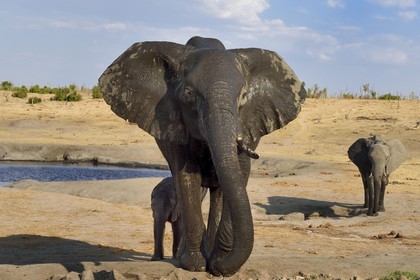 Zimbabwe, province de Matabeleland septentrional, parc national Hwange, éléphants sauvages d'Afrique (Loxodonta africana) autour d'un point d'eau