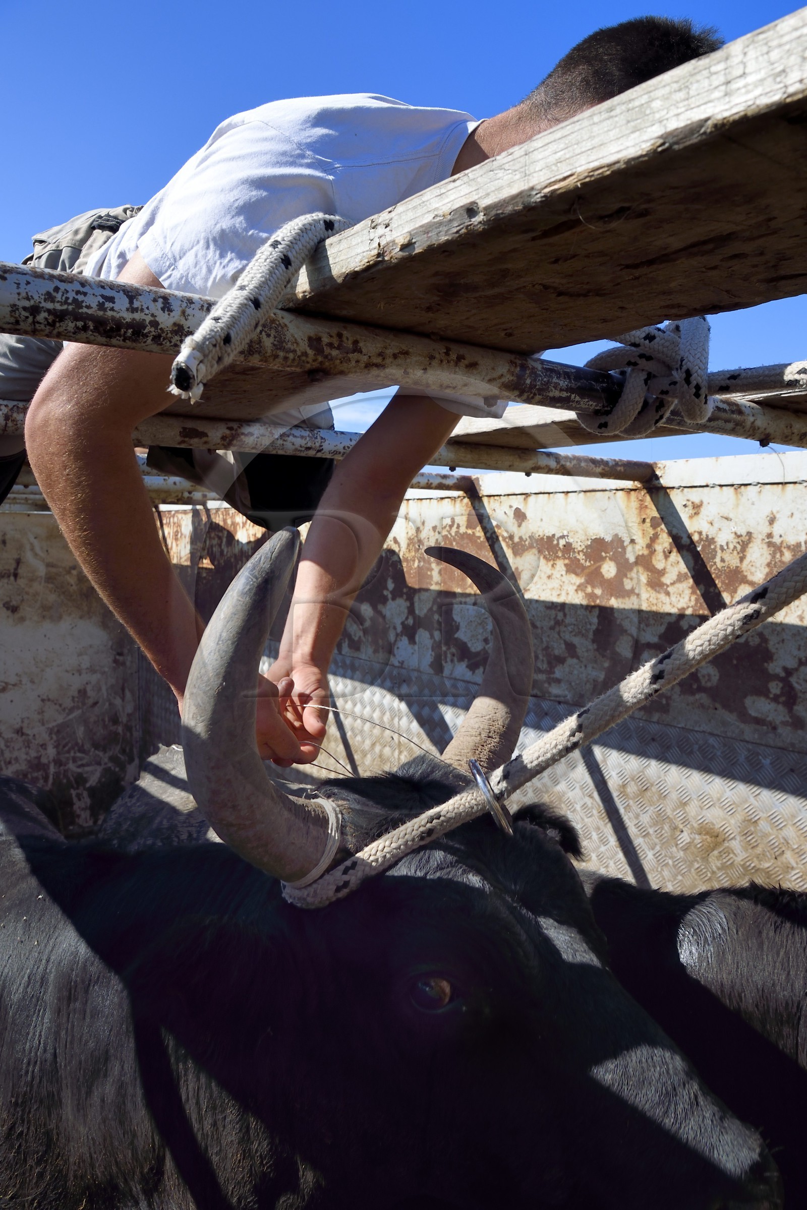 France, Bouches du Rhone, Parc naturel regional de Camargue (Regional Natural Park of Camargue), manade Jacques Mailhan, preparing the decorations of the bull that will participate at the course camarguaise