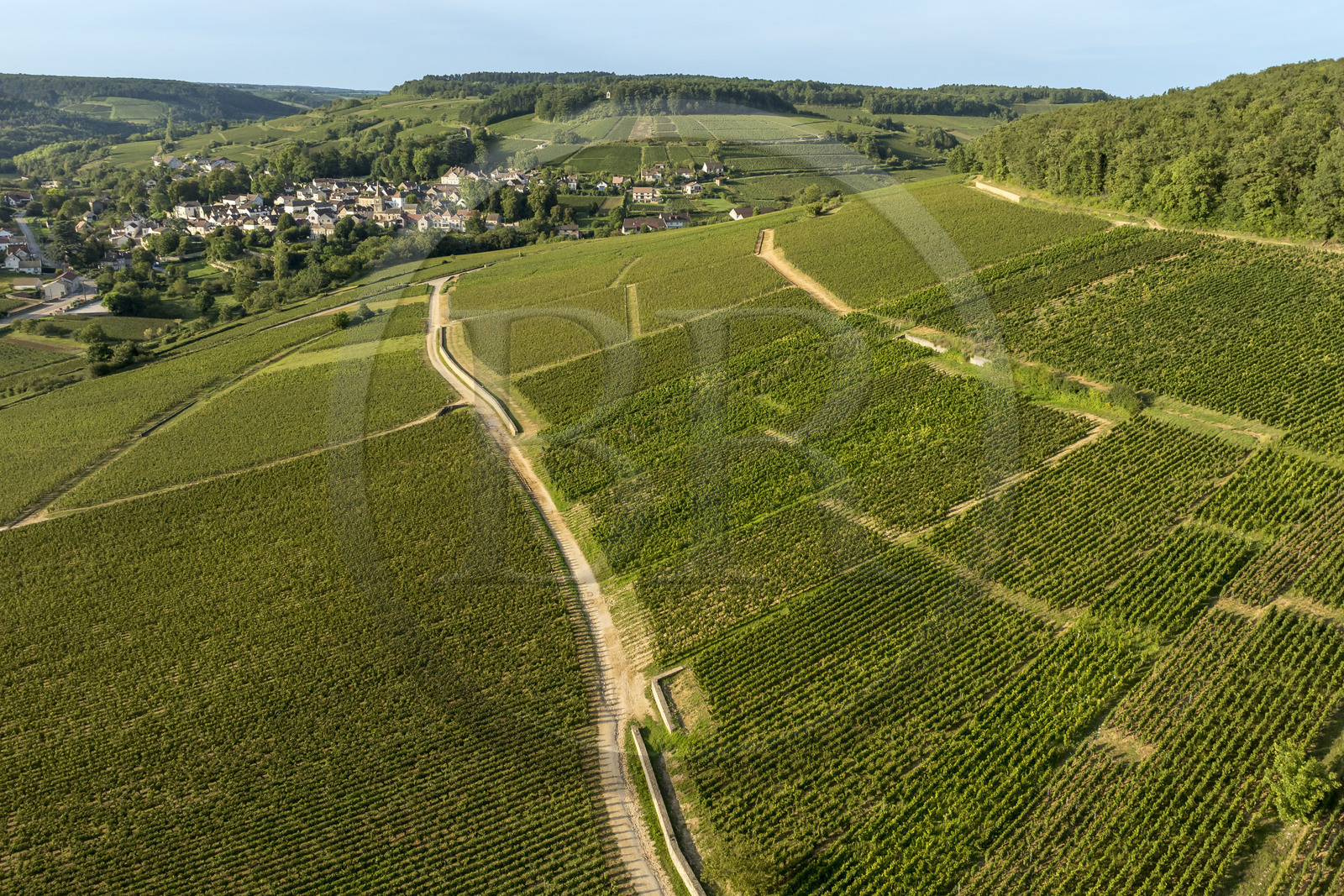 France, Côte-d'Or (21), les climats de Bourgogne classés Patrimoine Mondial de l'UNESCO, Route des Grands Crus, vignoble de la Côte de Beaune, Aloxe-Corton, vignoble de l'appellation Grand Cru Corton Charlemagne sur la colline de Corton, le village de Pernand-Vergelesses en arrière plan (vue aérienne)