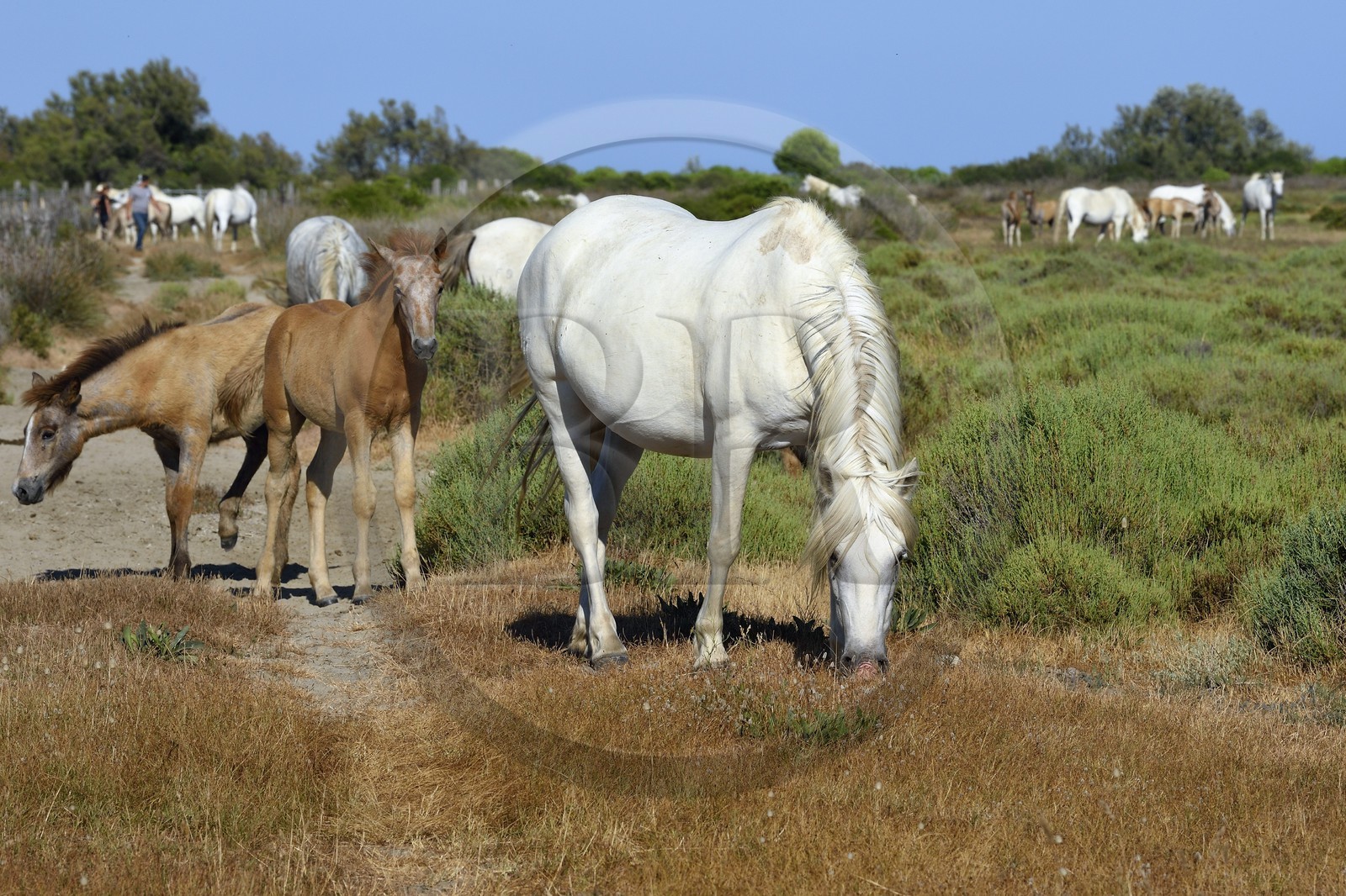 France, Bouches-du-Rhône (13), Parc naturel régional de Camargue, vers l'étang de Malagroy, manade Jacques Mailhan, chevaux de Camargue dans la sansouire