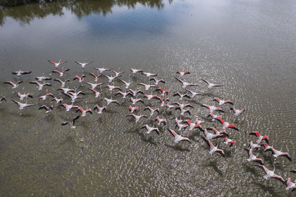 France, Gard (30), Vauvert, la Petite Camargue, réserve naturelle régionale du Scamandre, envol de flamants roses (Phoenicopterus roseus)(vue aérienne)