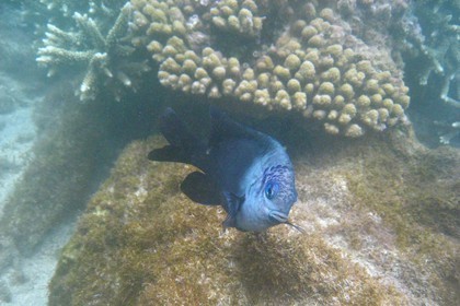 France, île de la Réunion, le récif corallien du lagon de la plage de Saint-Gilles et de l'Ermitage (vue sous-marine)