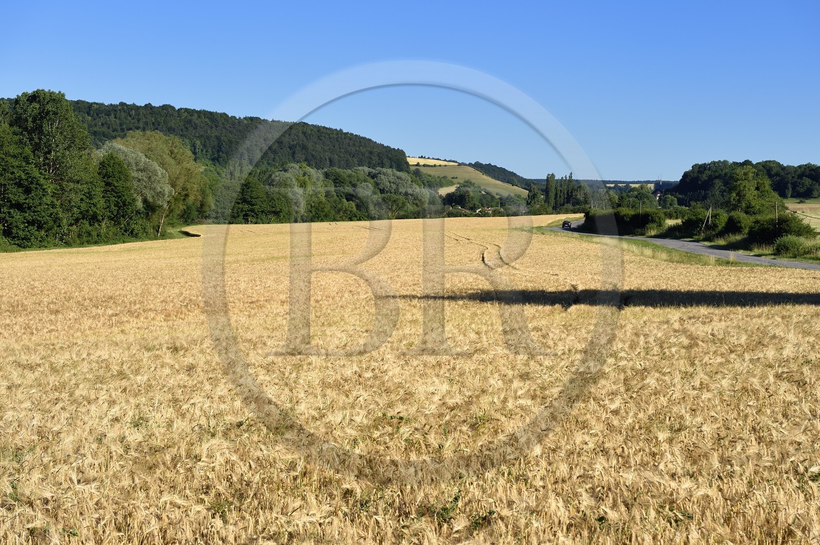 France, Meuse (55), Parc régional de Lorraine, Cotes de Meuse, Saint-Remy-la-Calonne, champ d'orge