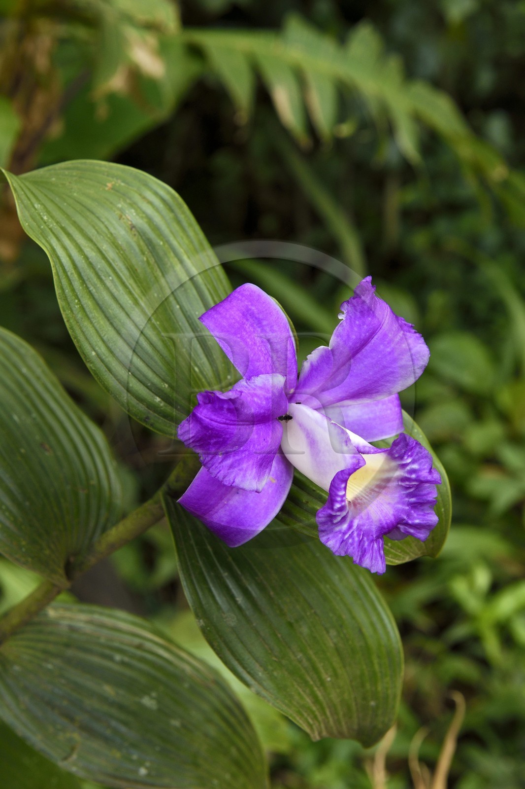 Nicaragua, département de Granada, Réserve naturelle du volcan Mombacho, orchidée appelée Fleur d'un Jour
