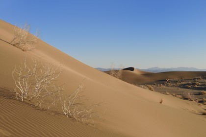 Iran, Province de Yazd, désert du Dasht-e Kavir, Moghestan, dunes de sable et Tamarix aphylla capteur de sel