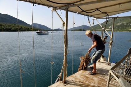 Croatia, Dalmatia, Dalmatian coast, peninsula of Peljesac, Ston, the largest oyster farming center on the Dalmatian coast in Mali Ston, oyster farmer Andrea at the helm to take the spat out of the water