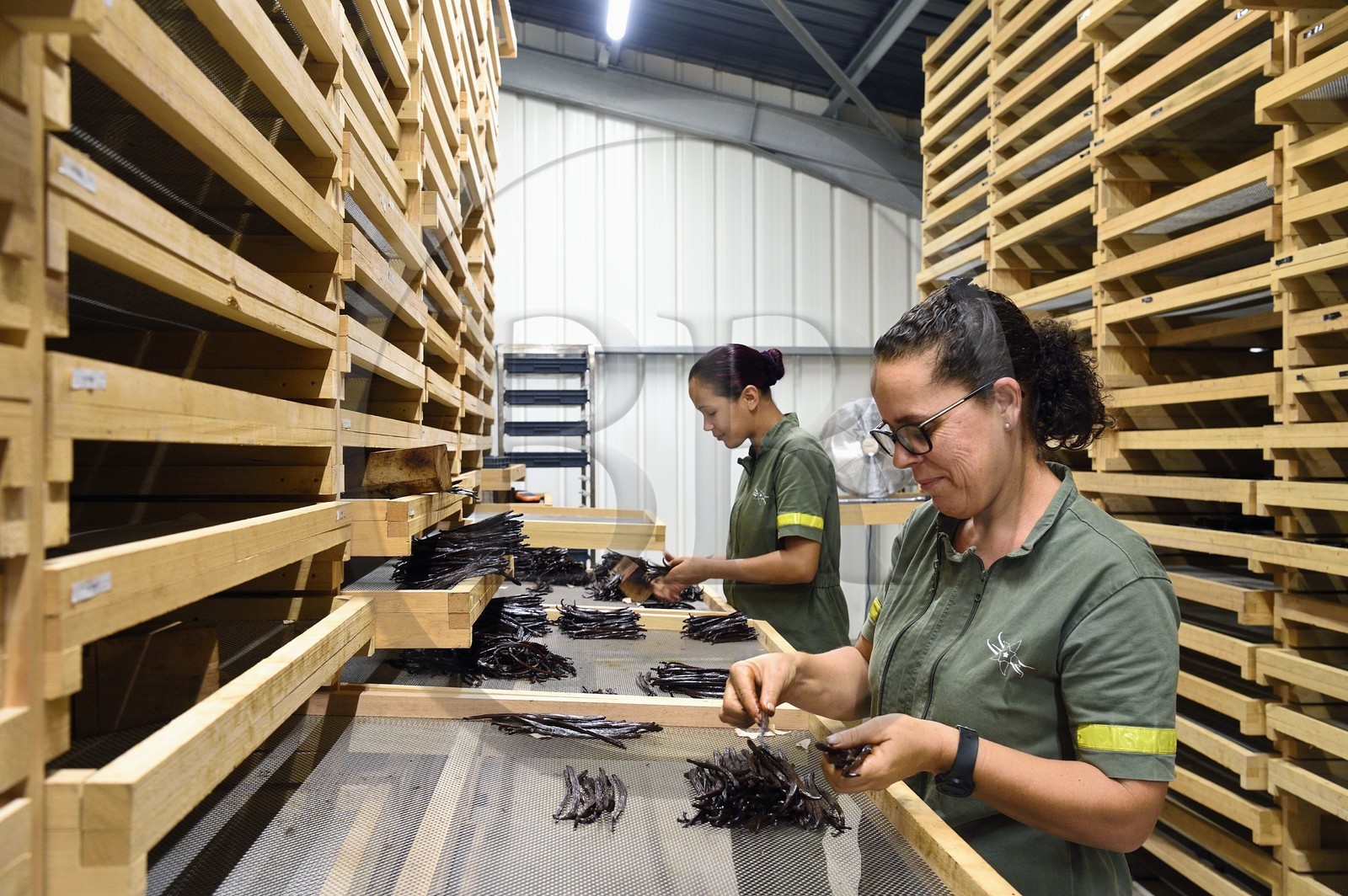 France, Reunion island (French overseas department), Saint Louis, Domaine de Bellevue, producer of organic vanilla, sizing vanilla pods
