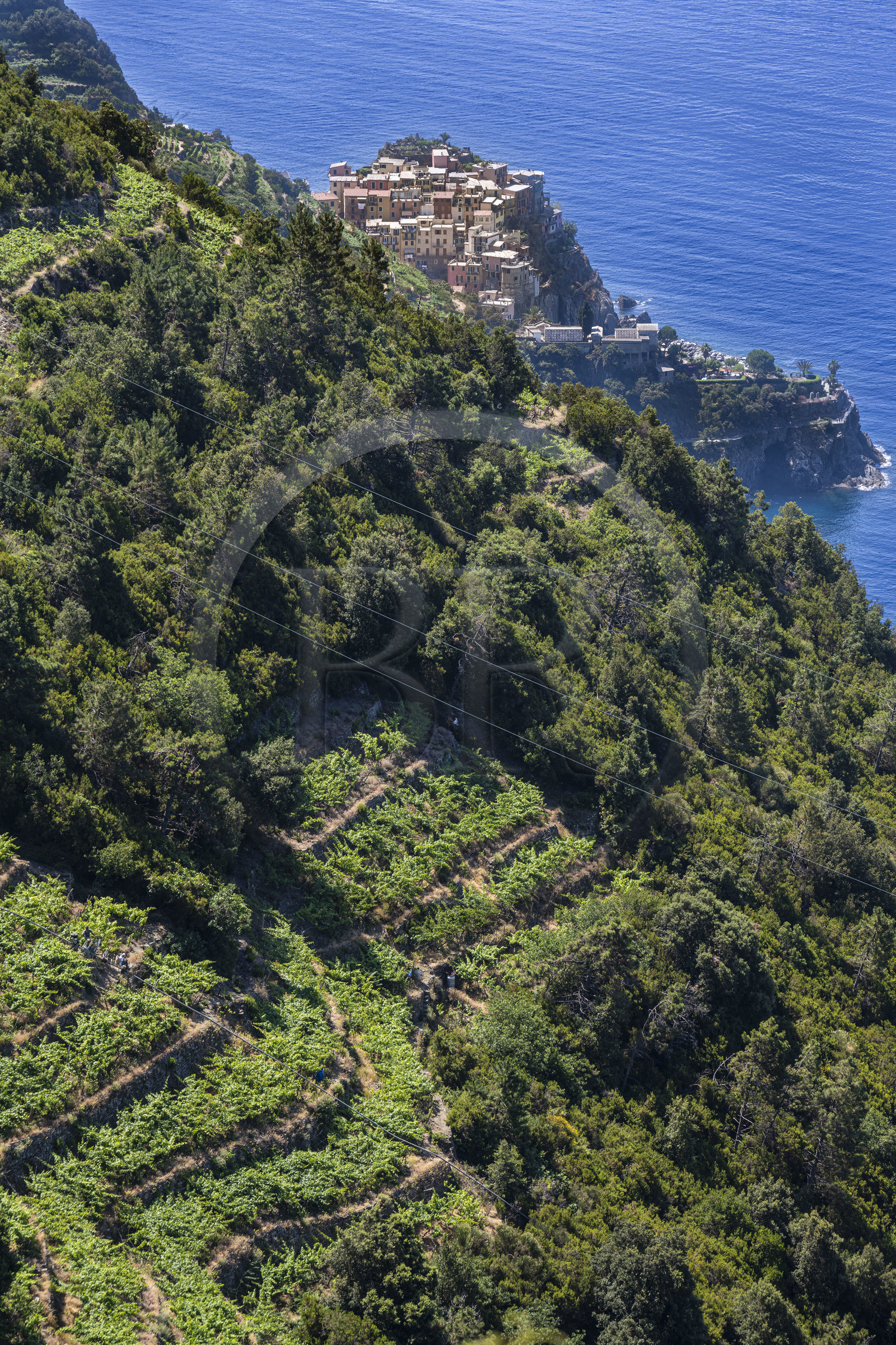 Italy, Liguria, Cinque Terre National Park listed as World Heritage by UNESCO, hike on the GR 586 path passing through the terraced vineyard between Corniglia and Volastra above Manarola, the village of Manarola in the background
