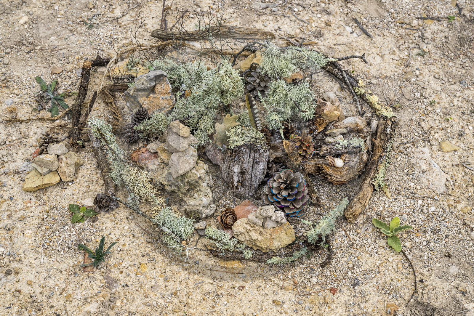 France, Var, Provence Verte (Green Provence), Bras, Academie du Bain de Foret Provencale (Academy of Forest Bathing in Provence), forest of the domaine Le Peyrourier - une campagne en Provence, Constanze Coisne guides Shinrin Yoku