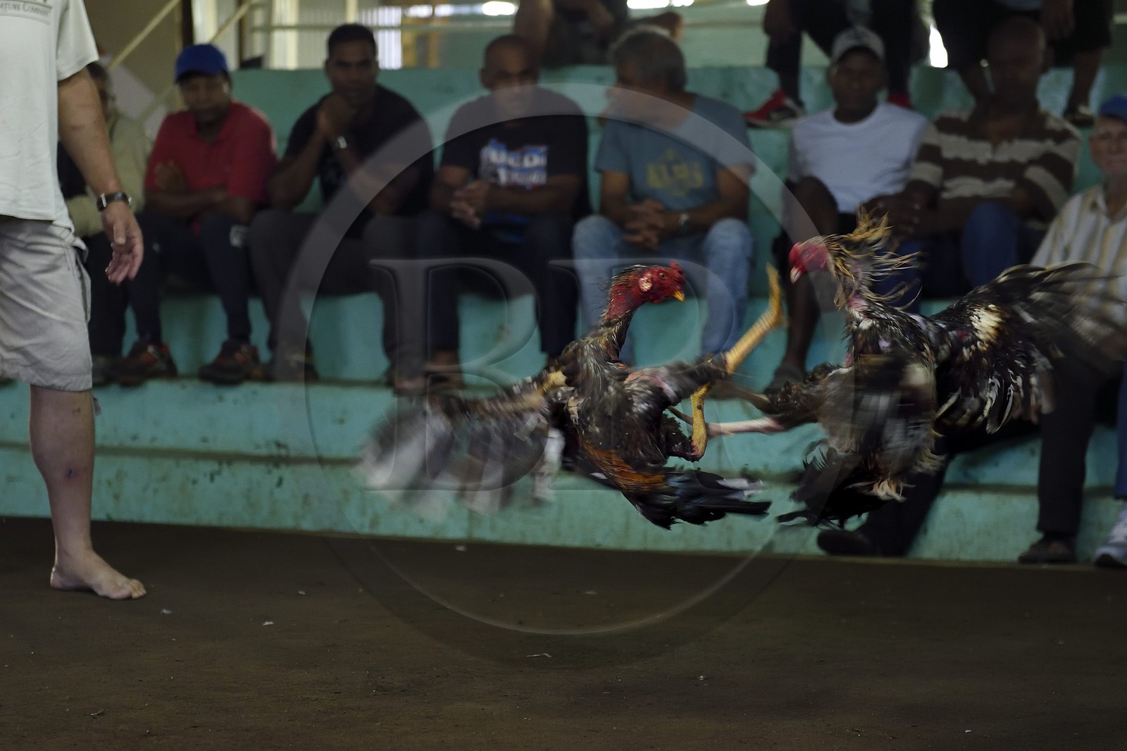 France, Ile de la Reunion, Petit Tampon, combat de coqs dans le Rond de Coq