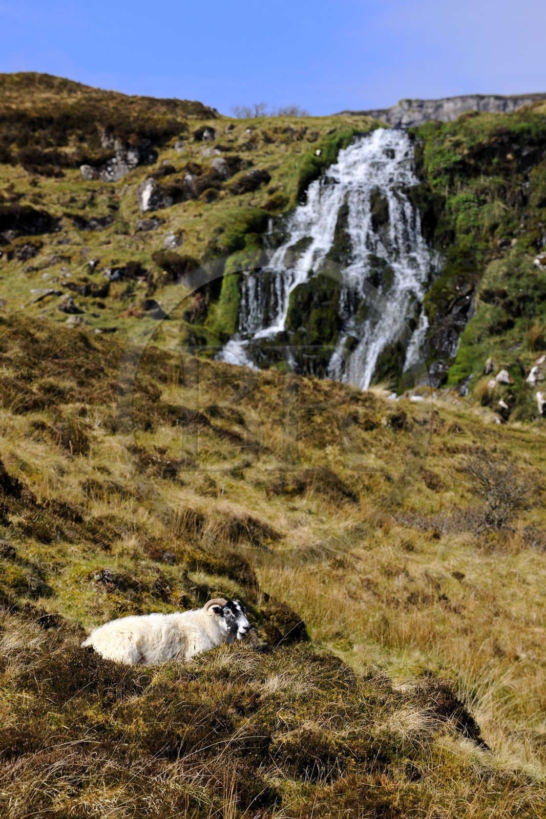 Royaume-Uni, Ecosse, région des Highlands, les Hébrides, île de Skye, un bélier
