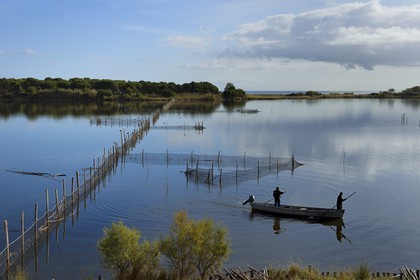 France, Haute-Corse (2B), l'étang de Biguglia (stagnu di Chjurlinu), réserve naturelle de Corse (RNC), pecheurs entre les filets tendus sur des pieux d'aulne