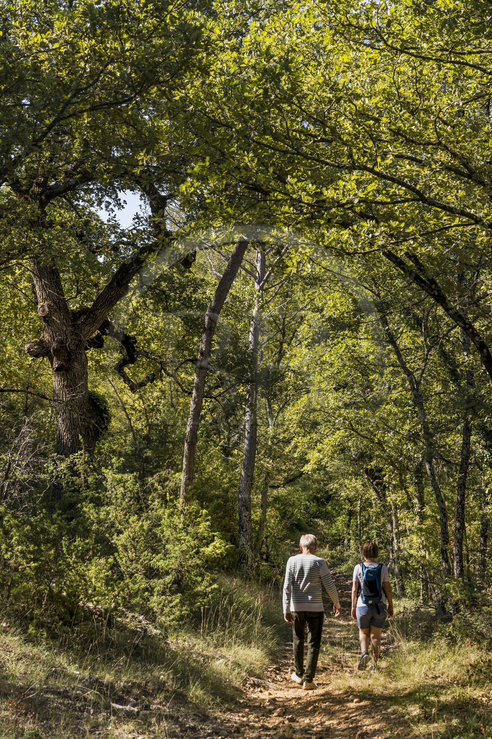 France, Var (83), Provence Verte, Bras, Académie du Bain de Forêt Provençale, forêt du domaine Le Peyrourier - une campagne en Provence