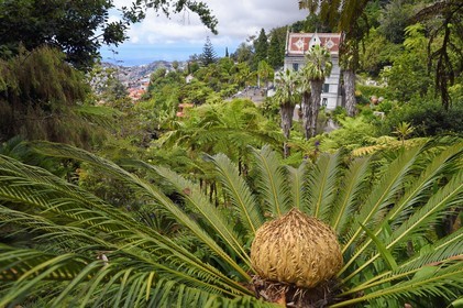 Portugal, Madeira Island, Funchal, the Monte Palace tropical garden, cica (syca revoluta)