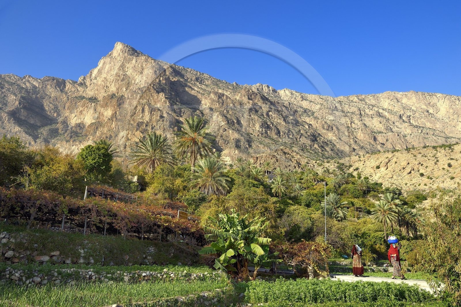 Sultanat d'Oman, Gouvernorat d'Al-Batina du Sud, Hajar occidental, Wadi Mistall, femmes dans les cultures en terrasses au dessus du village de Wakan (Wukan) et le sommet du Qarn Wukan (2501m) en arrière plan