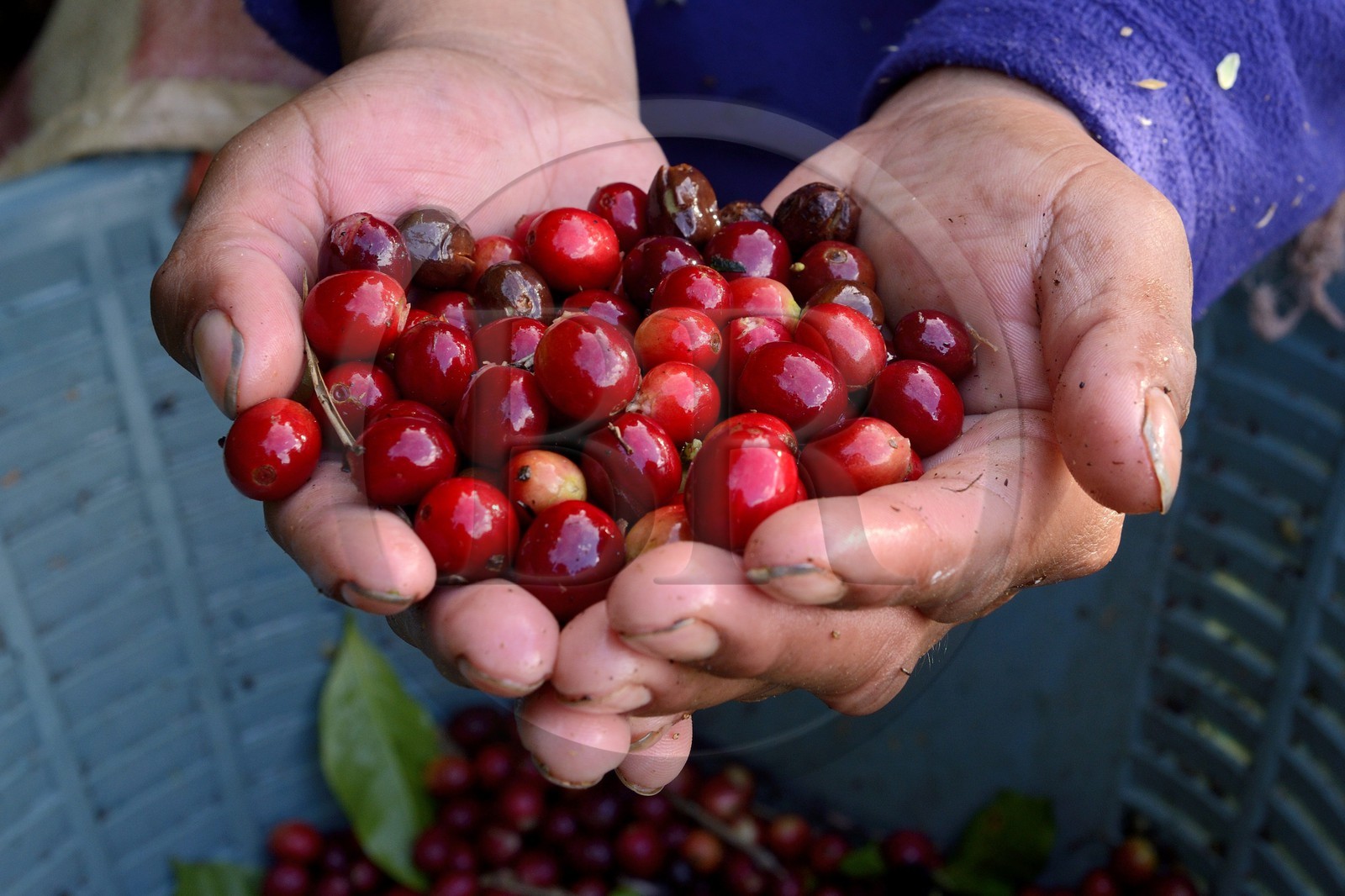 Panama, province de Chiriqui, Boquete, plantation de café Finca Lerida, cueillette des grains de café de la variété catuai