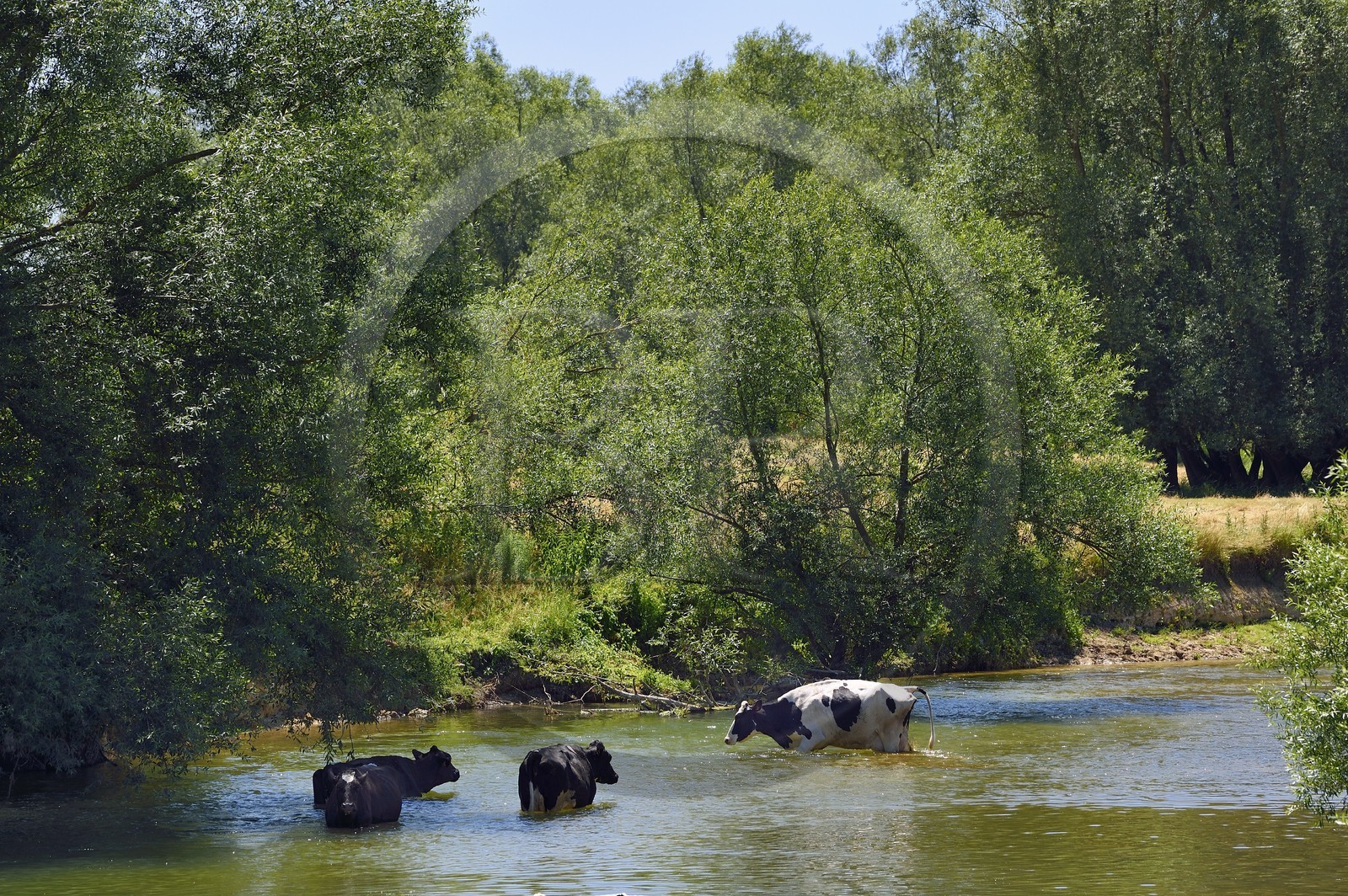 France, Meuse, Bannoncourt, cows bathing in the Meuse river